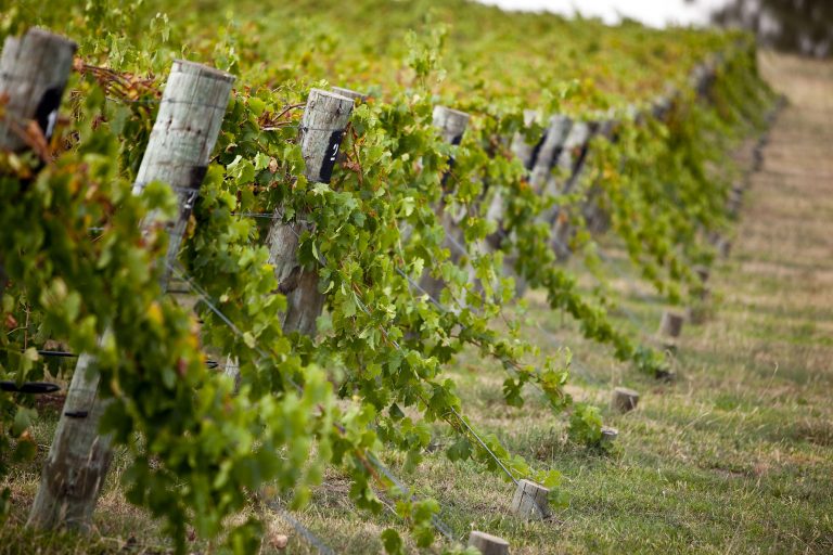 Mudgee Vines