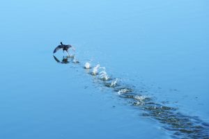 Putta Bucca Wetlands - Mudgee, NSW