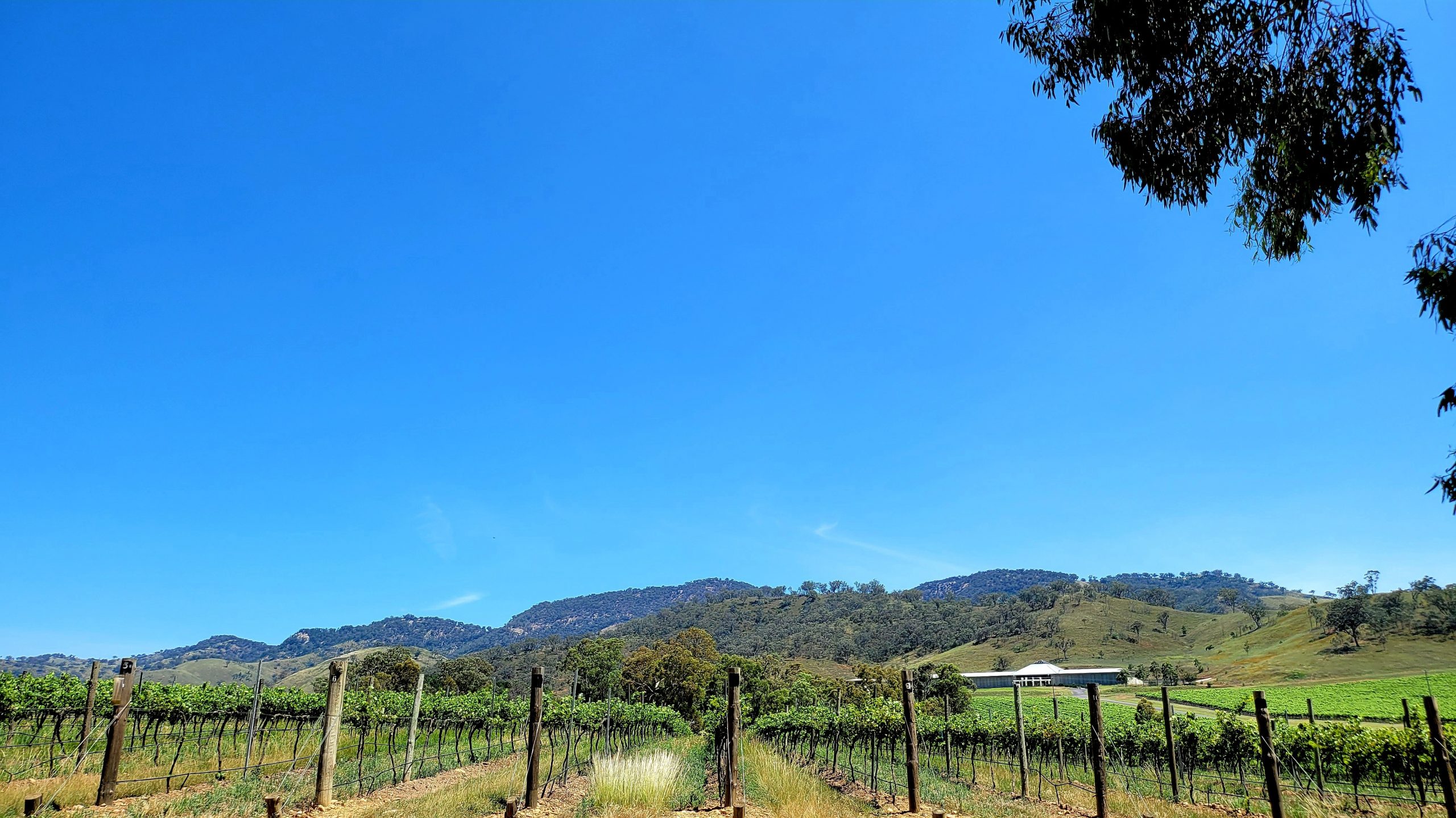 Paint and Sip Mudgee